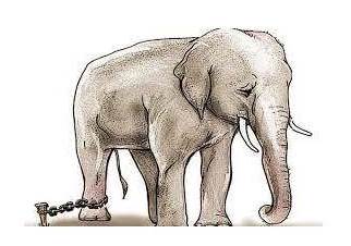 Croyances : éléphant enchainé